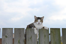 Cat on fence