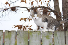 Cat sitting on fence