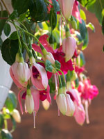 Pink Hanging flowers closeup