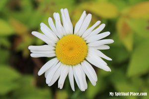 Single Daisy closeup from above