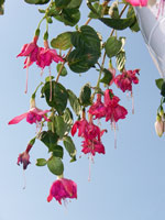 Pink hanging flowers