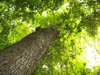 Towering tree