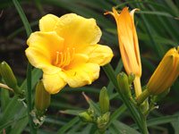 Yellow Cup Flowers